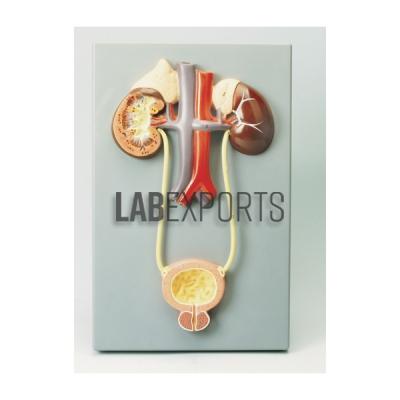 Human Model, Excretory System