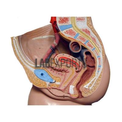 Human Model, Reproductive System, Male