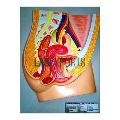 Human Model, Reproductive System, Female