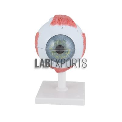 Human Eye 6 Parts Anatomy Model