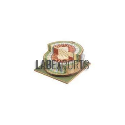 Open Collateral Conducting Bundle Of Dicotyle