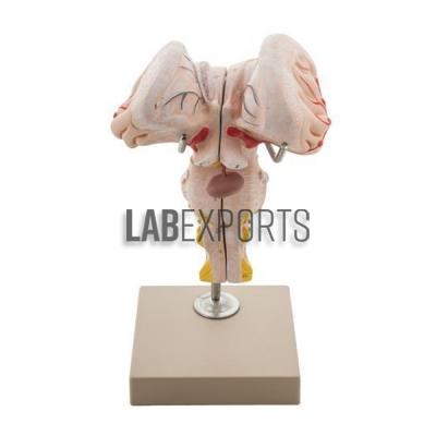 Human Brain Stem