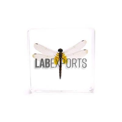 Real Life Science Specimens of Dragonfly