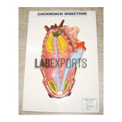 Cockroach Dissection Model