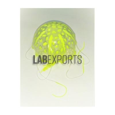Jelly-Fish