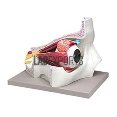 Human Eye With Orbit Anatomy Model