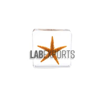 Real Life Science Specimens of Starfish