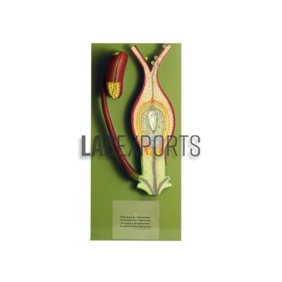 Fertilisation Of The Angiosperms