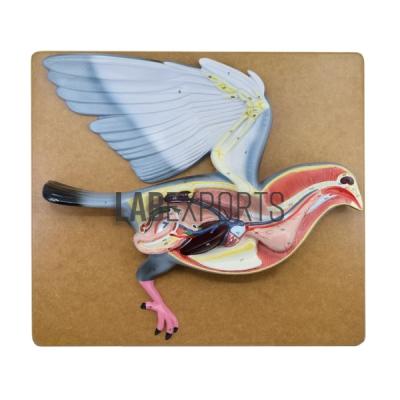Pigeon Dissection Model