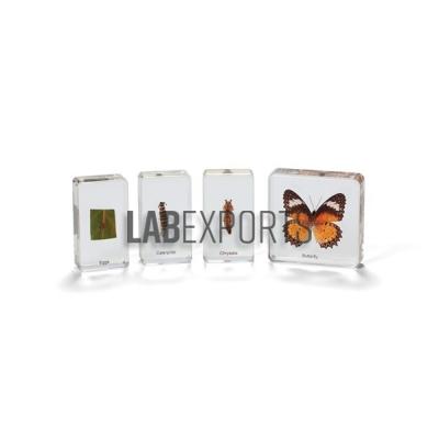 Real Life Science Specimens of Butterfly