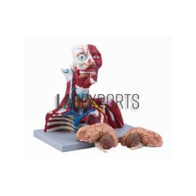 Model Of Human Cranial Cavity Head, Neck And Thorax