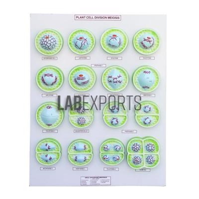 Plant Cell Division Meiosis