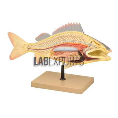 Fish Anatomy Model
