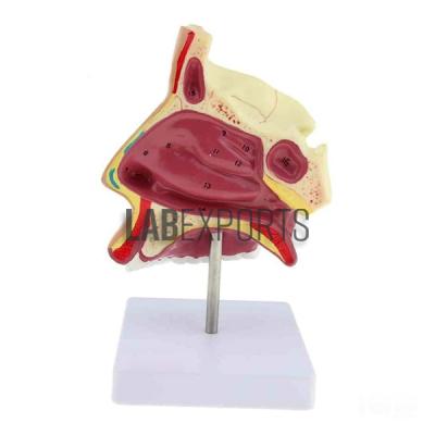 Human Nose Model on Stand