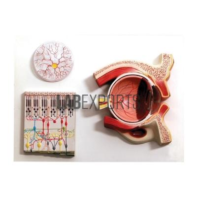 Human Eye Demonstration Model