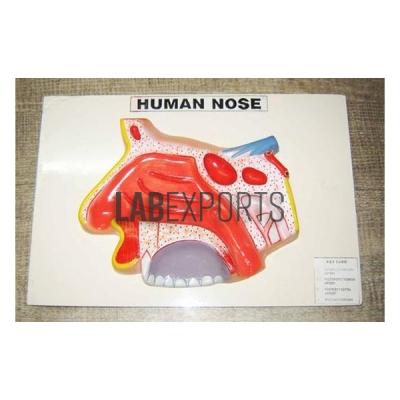 Human Nose Model on Base