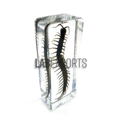 Real Life Science Specimens Centipede