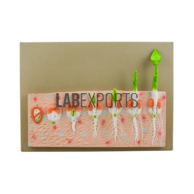Monocot Seed Germination (MAIZE)