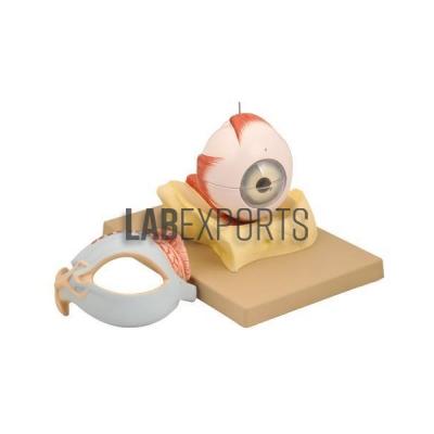 Human Eye Demonstration 5 Parts