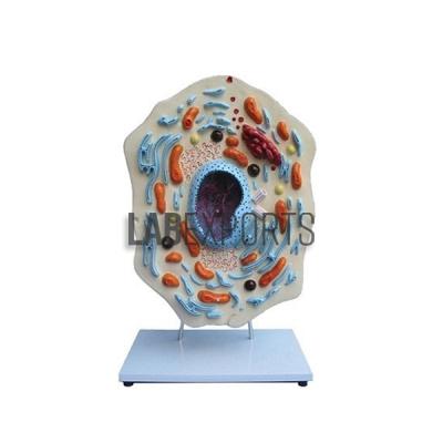 Animal Cell Three Dimensional Zoology Anatomy Model
