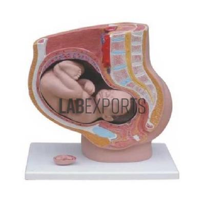 Human Female Pelvis (4 Parts) PVC Plastic