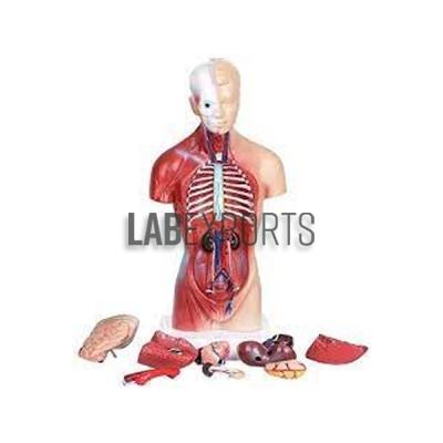 Human Anatomy Torso 10 Parts