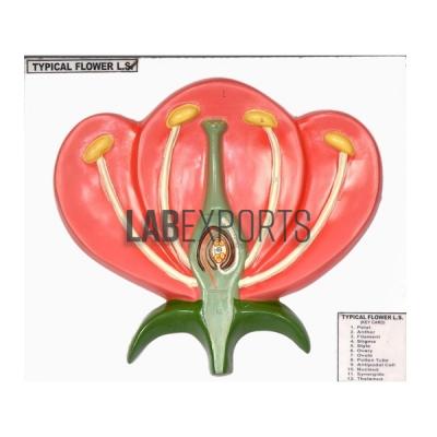 Typical Flower L.S.