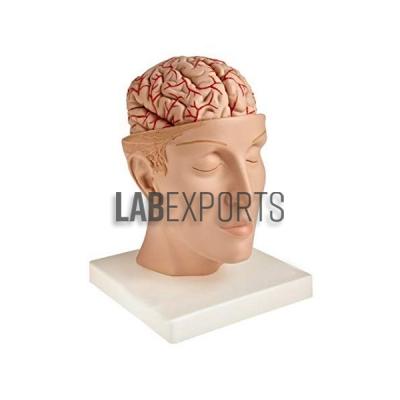 Human Brain Model in Head