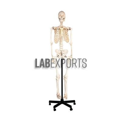 Human Skeleton On Stand
