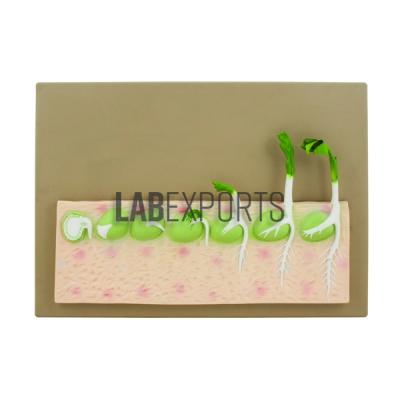 Dicot Seed Germination (PEA)