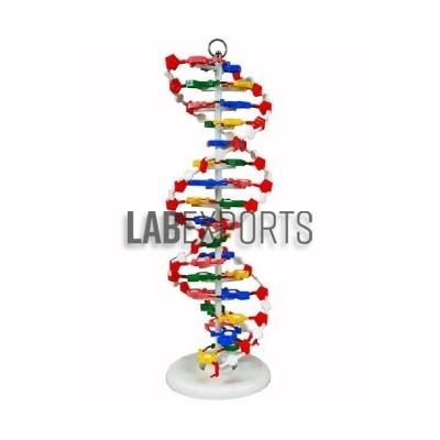 DNA Model