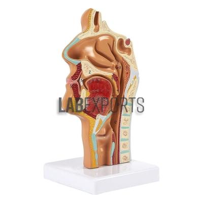 Anatomical Human Nasal Cavity Model