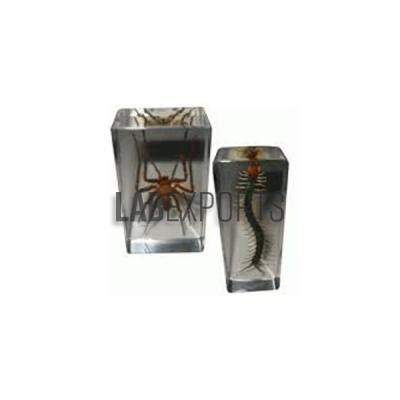 Real Life Science Specimens Centipede and Spider Set, Set Of Both