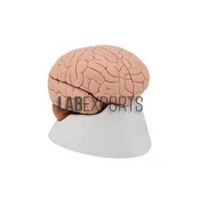 Human Brain 4 Parts Anatomy Model