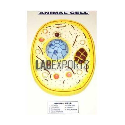 Animal Cell type 1