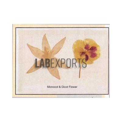 Monocot and Dicot Flowers