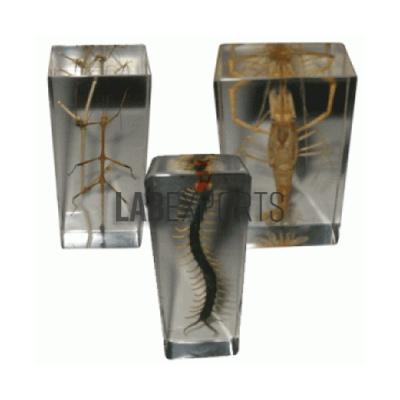 Real Life Science Specimens Insect Set