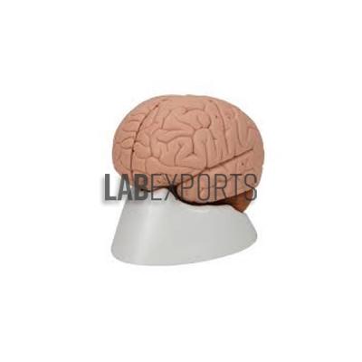 Human Brain 2 Parts Anatomy Model