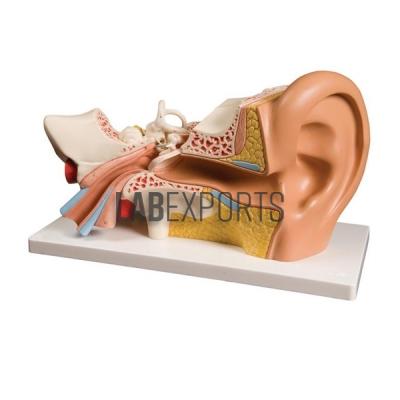Human Ear Model, 4 Parts, Superior