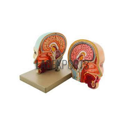 Human Brain, 3 Parts With Head Anatomy Model