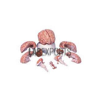 Human Brain With Arteries 9 Parts Anatomy Model