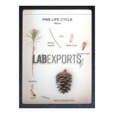 Pine Life History