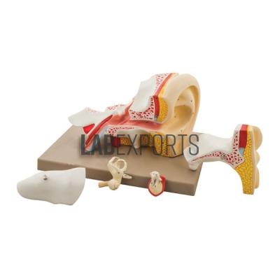 Human Ear Model, 5 Parts, Superior