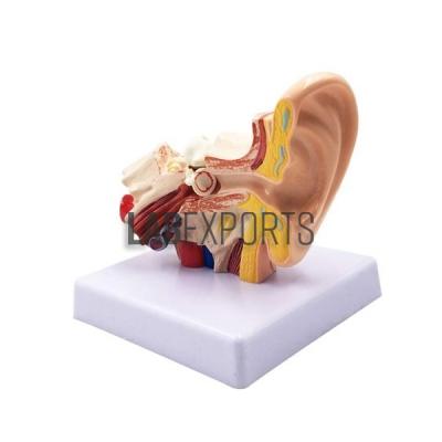 Ear model, PVC Plastic