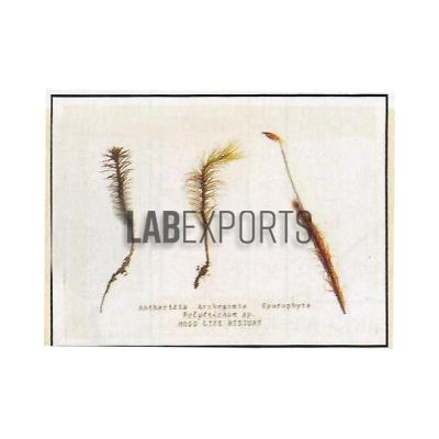 Polytrichum Life History