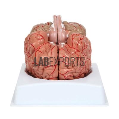 Human Brain, With Arteries, 2 Parts Anatomy Model