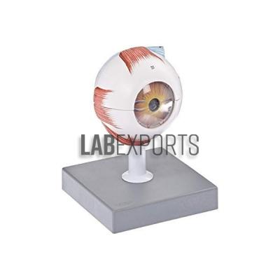 Human Eye Model, Enlarged 3 Times