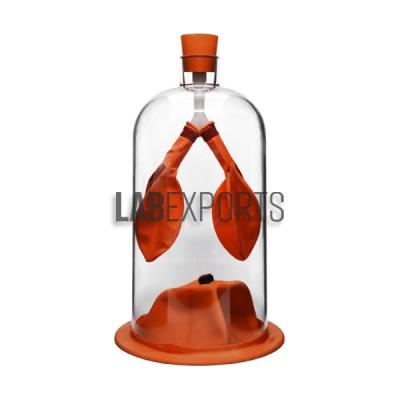 Lung Demonstration Apparatus