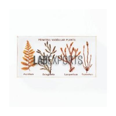 Primitive Vascular Plants