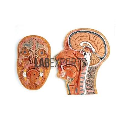Human Head, Median And Frontal Section Anatomy Model
